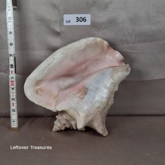 a306-large queen conch shell